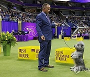 USA NEW YORK WESTMINSTER DOG SHOW