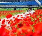 '봄꽃 만개한 괴산 동진천변'