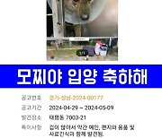 "모찌 새 가족 찾았다"…시한부 견주 '거짓 사연' 의혹은 여전