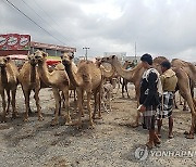 YEMEN ANIMALS