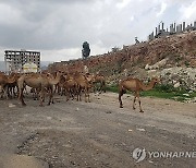 YEMEN ANIMALS