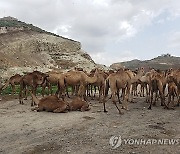 YEMEN ANIMALS