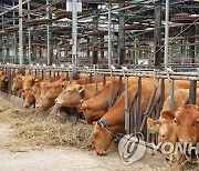 구워도 삶아도 맛난 우리 한우… 김해서 제1회 한우축제 연다