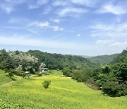 "청주 추정리 된내기골 3만㎡ 유채꽃밭서 힐링하세요"