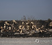 Mexico Wildfires