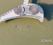 AmazingAnhui | Breeder of Yangtze finless porpoise in E China