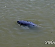 AmazingAnhui | Breeder of Yangtze finless porpoise in E China