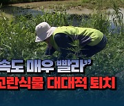 [자막뉴스] "퍼지는 속도 매우 빨라"...생태계 교란식물 대대적 퇴치