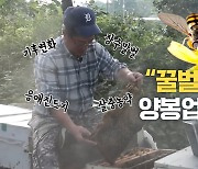 '세계 벌의 날'인데..양봉업자는 "죽을 맛"