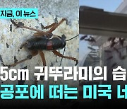 5cm 귀뚜라미의 습격...공포에 떠는 미국 네바다