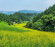 ‘청주 핫플’ 추정리 메밀밭에 유채꽃 물결