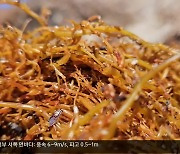 ‘바다의 불청객’ 괭생이모자반 유입…제주 해안 골치