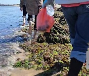 ‘바다의 불청객’ 괭생이모자반 유입…제주 해안 골치