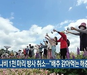 함평 나비 1천 마리 방사 취소…“배추 갉아먹는 해충”