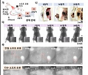 “체내서 염증없이 녹아 없어진다” 신기한 이 로봇 정체는?