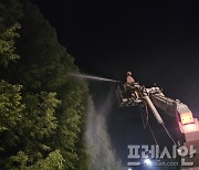 담양군, 메타세쿼이아 가로수길 '생육개선' 총력