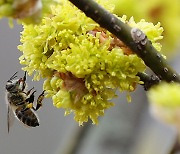 '꿀벌'살리기 대작전…서울시, 독성 농약 사용 전면금지