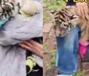 “9300원 내면 새끼 호랑이와 사진”…中동물원 학대 ‘논란’