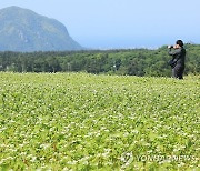 제주 대체로 맑고 일교차 커…일부 지역 건조주의보