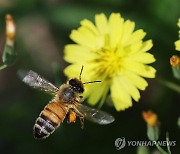 꿀벌이 바쁜 계절