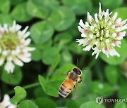 토끼풀꽃 사이 분주하게 날아다니는 꿀벌