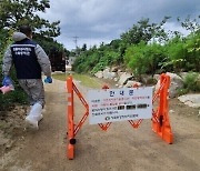 철원서 아프리카돼지열병 발생…1200마리 살처분 예정