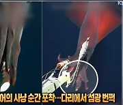 “실제 다리 보면 기절하겠네”…2.3m ‘희귀 오징어’ 사냥 순간 포착 화제