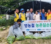 충남 금산농협, NH농협 금산군지부와 마늘쫑 뽑기 일손돕기