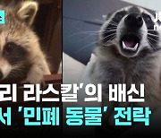 '너구리 라스칼'의 배신…일본서 '민폐' 동물 전락