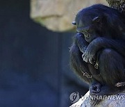 “죽어도 놓지 못해”… 3개월 동안 죽은 새끼 품은 어미 침팬지