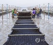 전남지역 올해 물김 생산액 8천억원…수산물 단일품목 최고