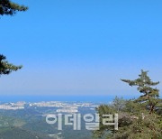 100년 만에 개방된 대관령소나무숲길..흐드러진 솔향기에 숨·쉼 흠뻑