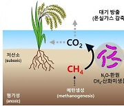 온실가스 원인 '메탄·아산화질소' 동시  제거 습지미생물 발견