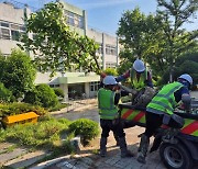 대구교육청, 올해 5개 학교서 '나무 솎아내기' 구슬땀