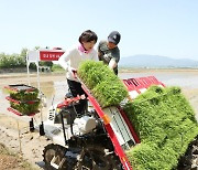 송미령 장관, 충주서 모내기 참여…"가루쌀 재배 확대해야"