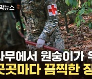 [자막뉴스] "사과처럼 떨어졌다"...원숭이 추락하며 집단 폐사