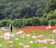 함양 상림공원 만개한 꽃