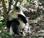 CHINA-YUNNAN-SNUB-NOSED MONKEY (CN)