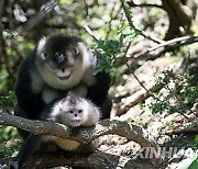 CHINA-YUNNAN-SNUB-NOSED MONKEY (CN)