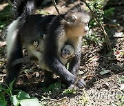 CHINA-YUNNAN-SNUB-NOSED MONKEY (CN)