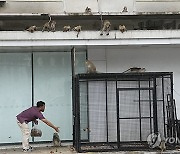 Thailand Monkeys