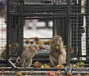 Thailand Monkeys