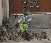 Thailand Monkeys