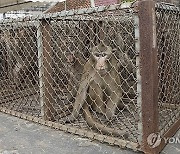 Thailand Monkeys