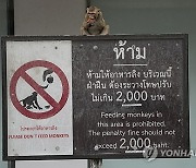 Thailand Monkeys