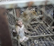 Thailand Monkeys