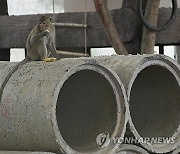 Thailand Monkeys