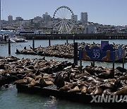 U.S.-SAN FRANCISCO-PIER 39-SEA LIONS-GATHERING