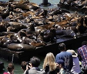 U.S.-SAN FRANCISCO-PIER 39-SEA LIONS-GATHERING