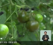 화천의 ‘검은 보석, 흑토마토’ 출하 시작…생산량 10배 증가